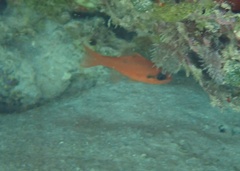 Apogon maculatus