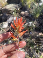 Castilleja linariifolia