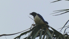 Cyanocorax cristatellus