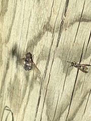 Ancistrocerus adiabatus