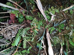 Nephrolepis cordifolia