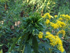 Rhopalomyia capitata