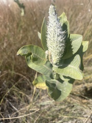 Asclepias speciosa