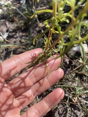 Castilleja linariifolia