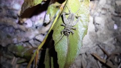 Eumodicogryllus bordigalensis