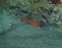 Apogon maculatus