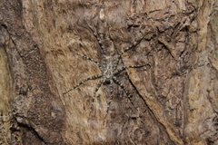 Syntrechalea