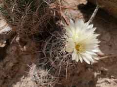 Coryphantha nickelsiae