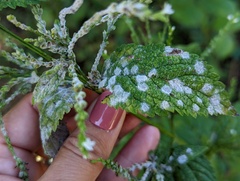 Golovinomyces cichoracearum