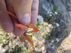 Castilleja linariifolia