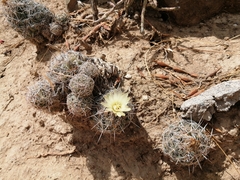 Coryphantha nickelsiae