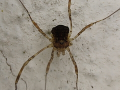 Oligolophus hanseni