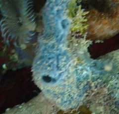 Haliclona caerulea