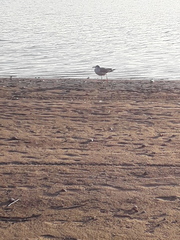 Chroicocephalus ridibundus