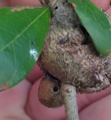 Disholcaspis quercusvirens