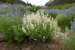 Lupinus covillei