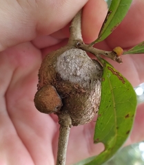 Disholcaspis quercusvirens