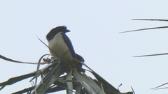 Cyanocorax cristatellus