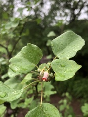 Jatropha cinerea