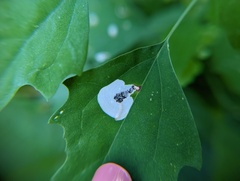 Chrysoesthia sexguttella