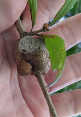 Disholcaspis quercusvirens