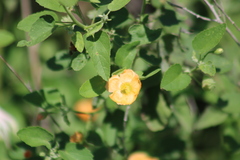Abutilon fruticosum