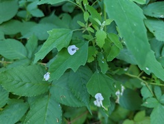 Chrysoesthia sexguttella