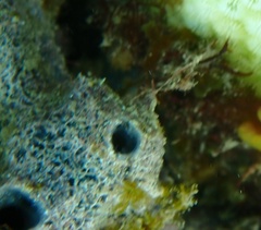 Haliclona caerulea