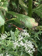 Sympetrum ambiguum