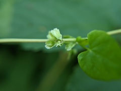 Fallopia scandens