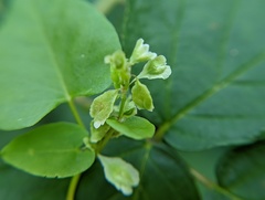 Fallopia scandens
