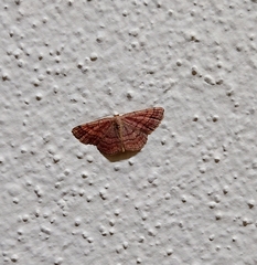 Scopula rubiginata