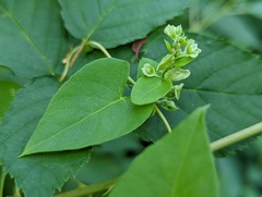Fallopia scandens