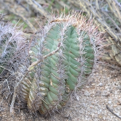 Thelocactus bicolor