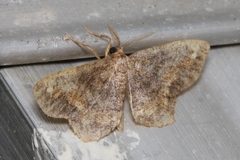 Hypagyrtis