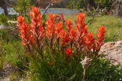 Castilleja miniata