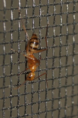 Camponotus conspicuus