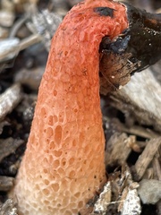 Phallus rugulosus