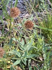 Trifolium longipes