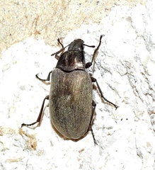 Bothrotes canaliculatus