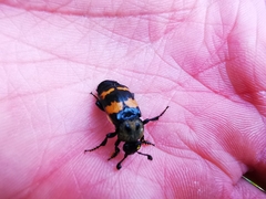 Nicrophorus tomentosus