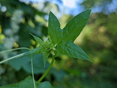 Echinocystis lobata