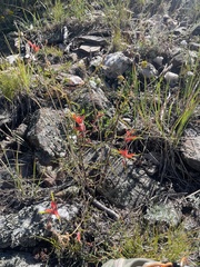 Castilleja linariifolia