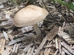 Pluteus cervinus