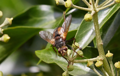 Tachina fera