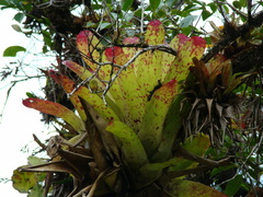 Neoregelia