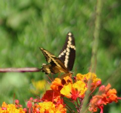 Heraclides cresphontes