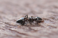 Crematogaster ashmeadi