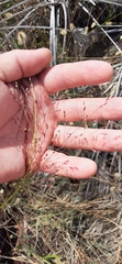 Eragrostis