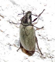 Bothrotes canaliculatus